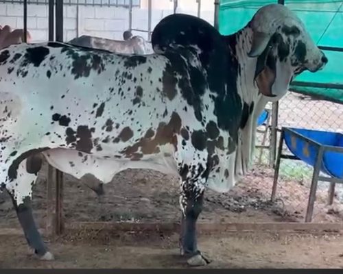cow-5